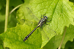 Gomphus vulgatissimus