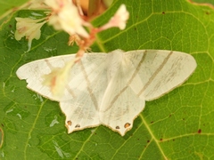 Ourapteryx obtusicauda