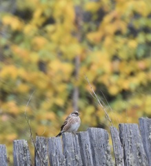 Emberiza leucocephalos