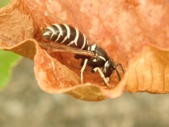 Vespula rufa