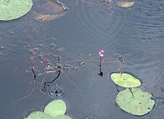 Utricularia purpurea