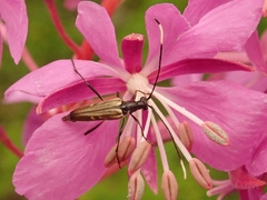 Parastrangalis nymphula
