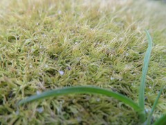 Grimmia