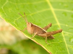 Chorthippus maritimus maritimus
