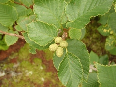 Alnus firma