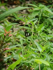 Notocrypta feisthamelii