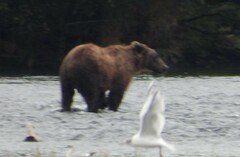 Ursus arctos middendorffi