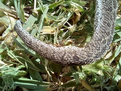 Dasypeltis scabra