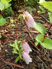 Campanula punctata hondoensis