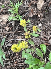 Eriogonum wootonii