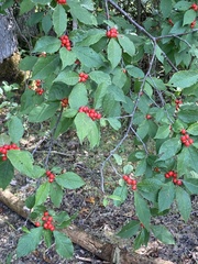 Ilex verticillata