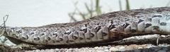 Dasypeltis scabra