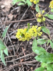 Eriogonum wootonii
