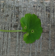 Rondaniola bursaria