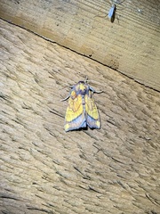 Papaipema leucostigma