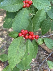 Ilex verticillata