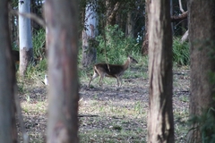 Rusa timorensis