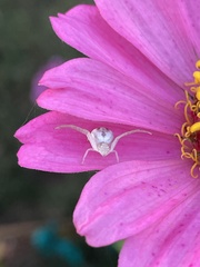 Thomisidae