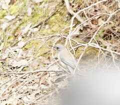 Colluricincla harmonica