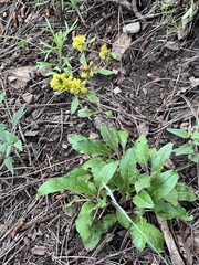 Eriogonum wootonii