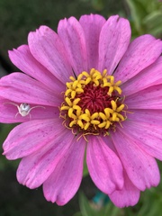 Thomisidae