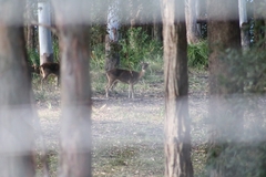 Rusa timorensis