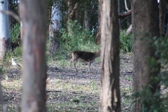 Rusa timorensis