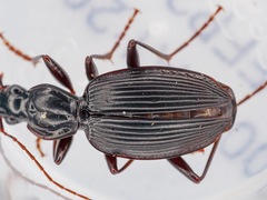 Platynini