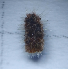 Rondaniola bursaria