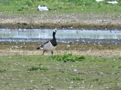 Branta leucopsis