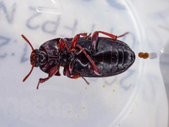 Uloma tenebrionoides