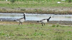Branta leucopsis