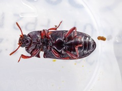 Uloma tenebrionoides