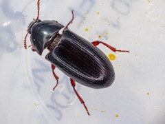 Uloma tenebrionoides