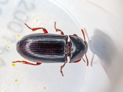 Uloma tenebrionoides