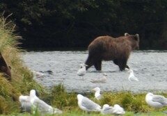 Ursus arctos middendorffi