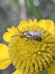 Augochlora pura