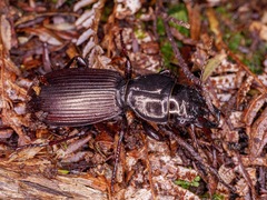 Mecodema spiniferum