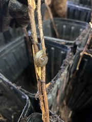 Polygyra cereolus
