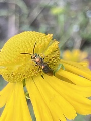 Augochlora pura