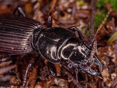Mecodema spiniferum