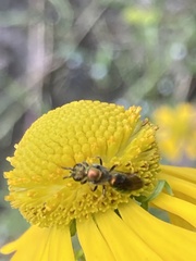 Augochlora pura