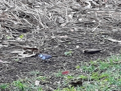 Stizoptera bichenovii