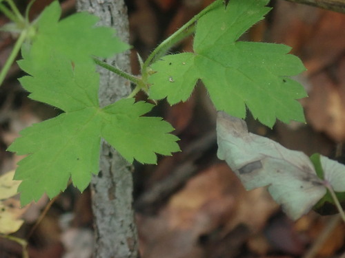 Image of Geranium wislizeni by no rights reserved