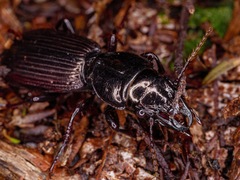 Mecodema spiniferum