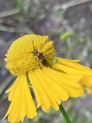 Augochlora pura