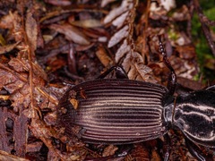 Mecodema spiniferum