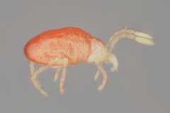 Erythraeoidea