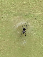 Nephilengys malabarensis