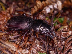 Mecodema spiniferum